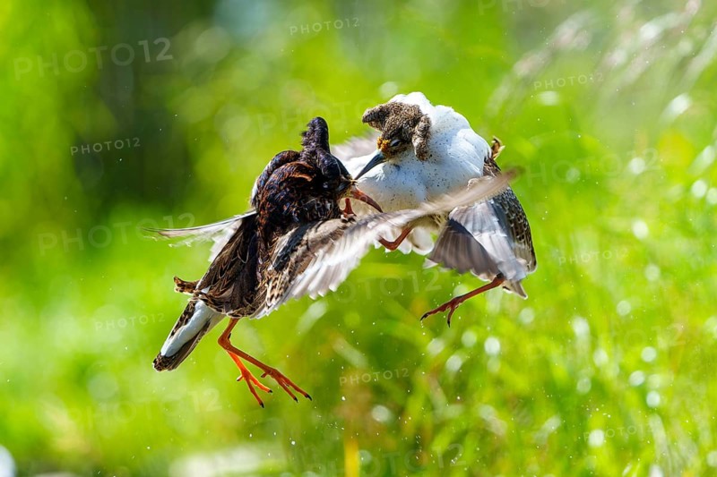 Two ruffs fighting in the air, wings spread, dynamic scene in green surroundings, ruff (Calidris pugnax, syn.: Philomachus pugnax), courtship display, France