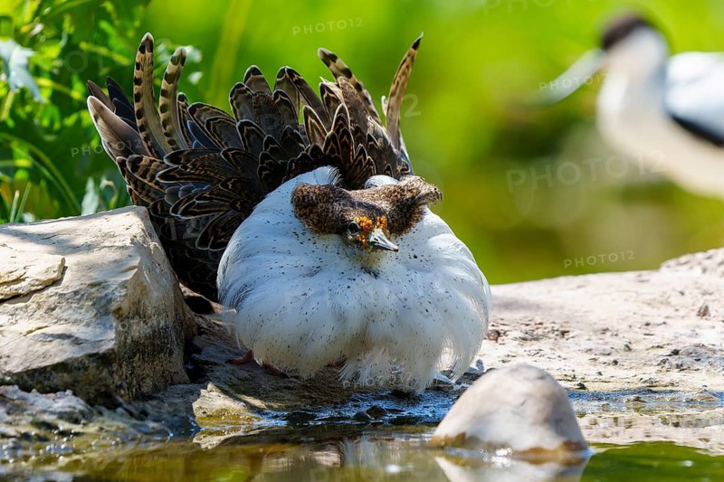 A bird lies close to the water, surrounded by stones and grass in a quiet environment, ruff (Calidris pugnax, Syn.: Philomachus pugnax), courtship display, France