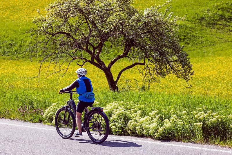 Spring meadow with yellow flowers and fruit tree with cyclist. Oberrot, Baden-Württemberg, Germany