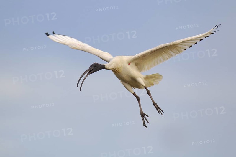 Australian White Ibis (Threskiornis molucca) flying, Victoria, Australia