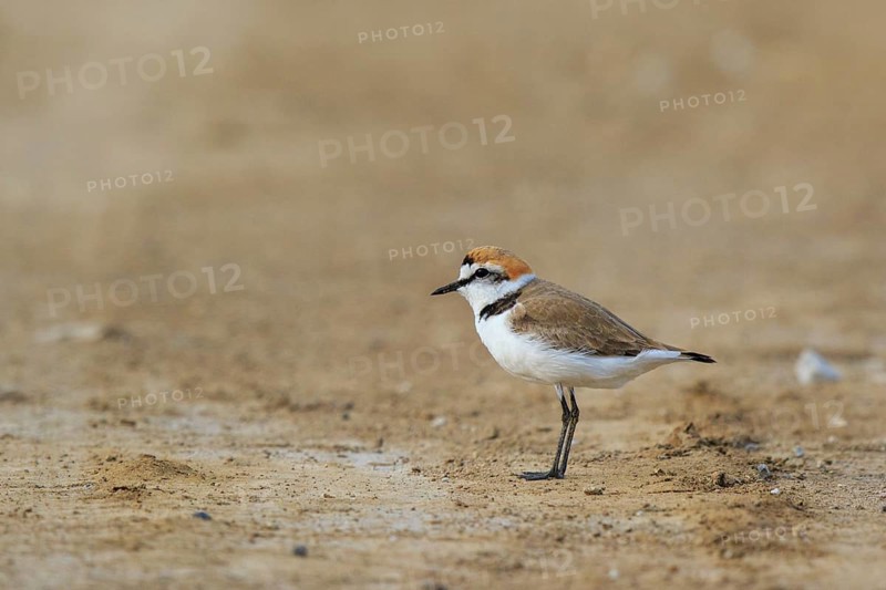 Kentish Plover (Charadrius alexandrinus) male, Greece
