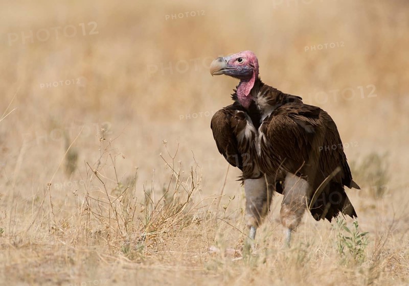 Lappet-faced Vulture (Torgos tracheliotos), Etosha, Namibia