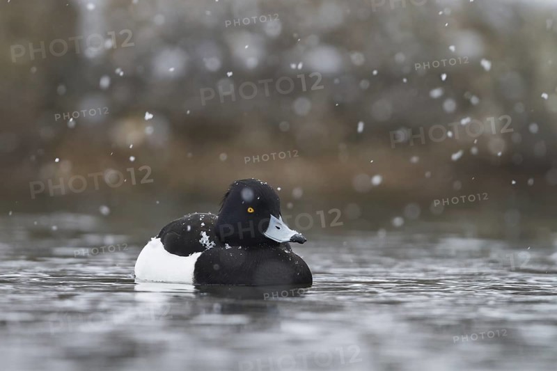 Tufted Duck (Aythya fuligula) male, Bavaria, Germany