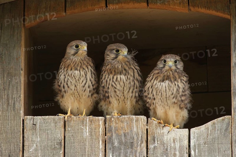 Common Kestrel (Falco tinnunculus) juvenile, Lower Saxony, Germany