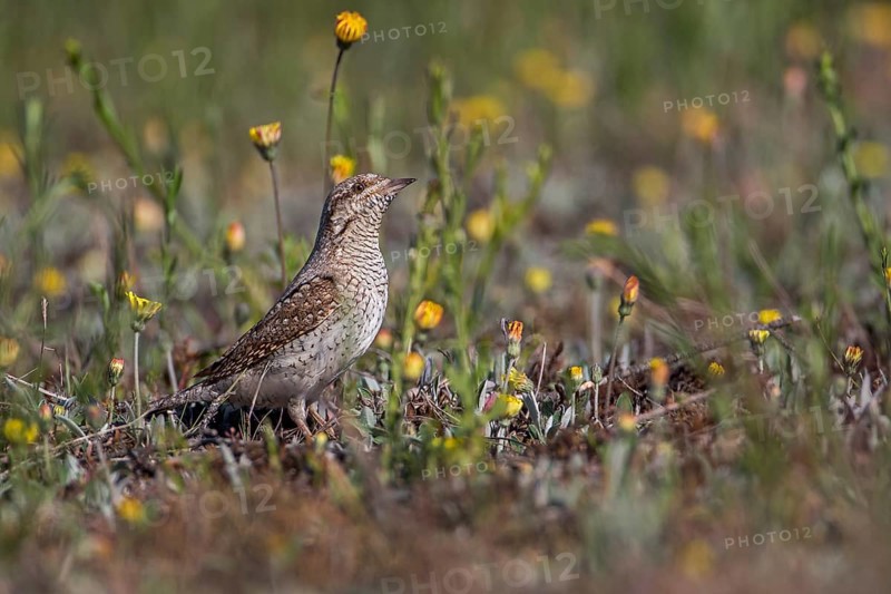 Eurasian Wryneck (Jynx torquilla), Saxony-Anhalt, Germany