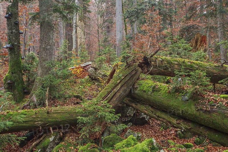 Deadwood in Primeval Forest Rothwald with autumn colors, Duerrenstein, Austria