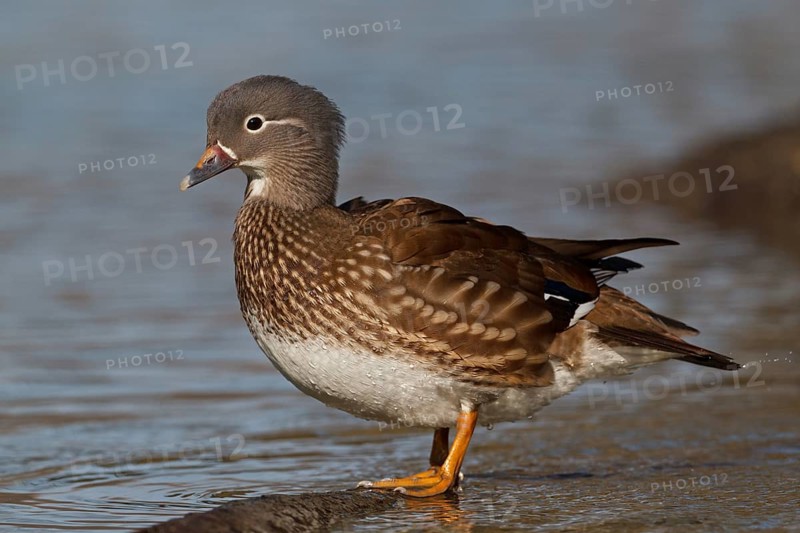 Mandarin Duck (Aix galericulata), Baden-Wuerttemberg, Germany