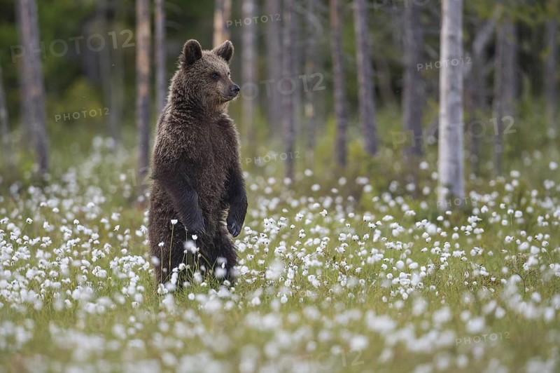 Eurasian Brown Bear (Ursus arctos) cub standing in white cottongrass, Finland