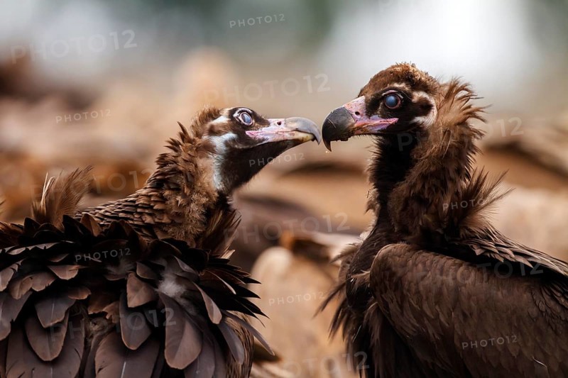 Cinereous Vulture (Aegypius monachus) pair displaying, Castile-La Mancha, Spain