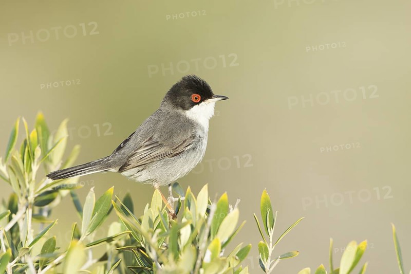 Sardinian Warbler (Sylvia melanocephala) male, Mallorca, Spain
