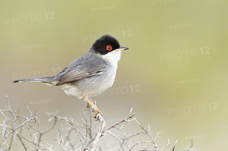 Sardinian Warbler (Sylvia melanocephala) male, Mallorca, Spain
