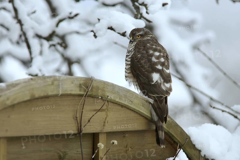 Eurasian Sparrowhawk (Accipiter nisus) male perched on a wooden partition wall in garden, Mecklenburg-Western Pomerania, Germany
