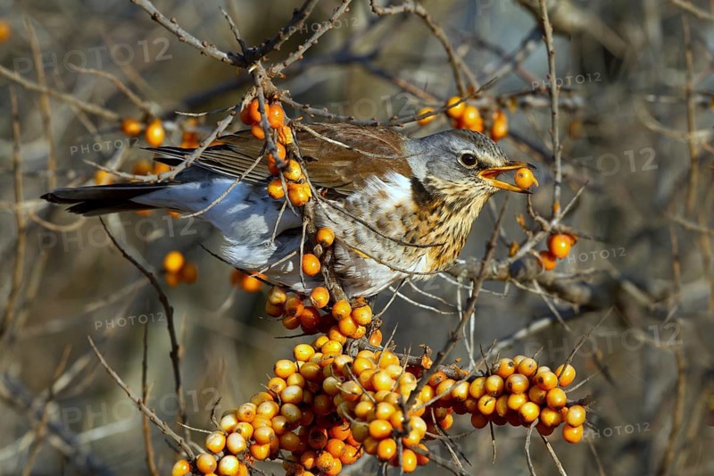 Fieldfare (Turdus pilaris) feeding on berries of Common sea buckthorn (Hippophae rhamnoides), Mecklenburg-Western Pomerania, Germany