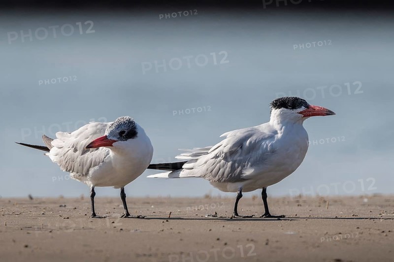 Caspian Tern (Hydroprogne caspia) on beach, Senegal