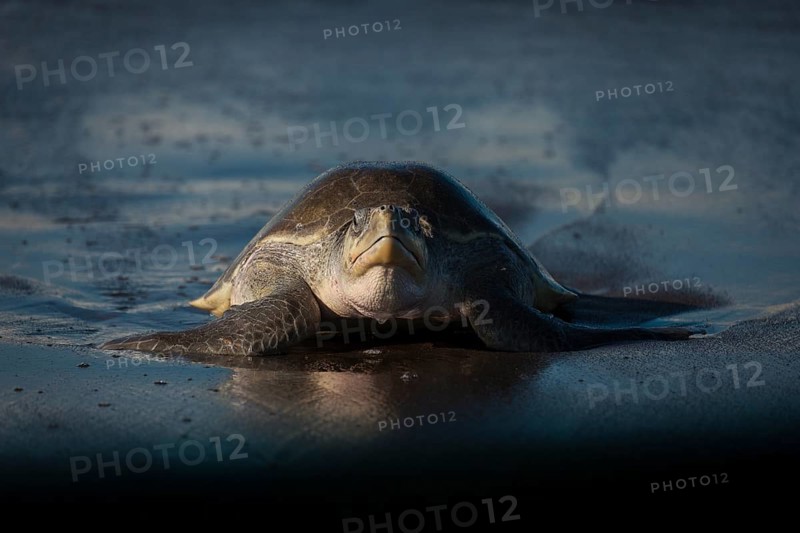 Olive Ridley sea turtles (Lepidochelys olivacea) return to the Costa Rican beaches where they hatched every year by the thousands. Driven by atavistic evolutionary traits, females makes this epic effort as they have done for millions of years in order to pass on their genes to a new generation. Emerging at the edge of light, the female turtles struggle to near exhaustion while laying the eggs. Two months later, hatchlings emerge and though as few as 1% may survive, a new generation is born, and the cycle continues