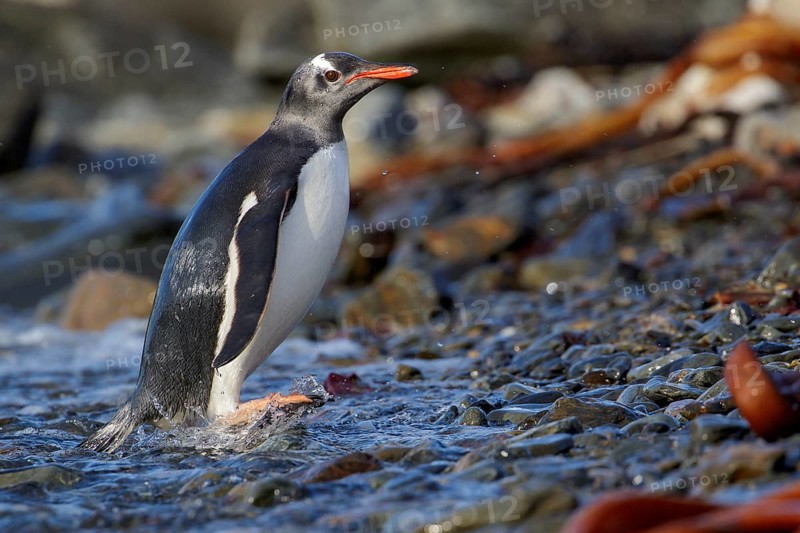 Gentoo Penguin (Pygoscelis papua) perched on a rocky beach on South Georgia Island