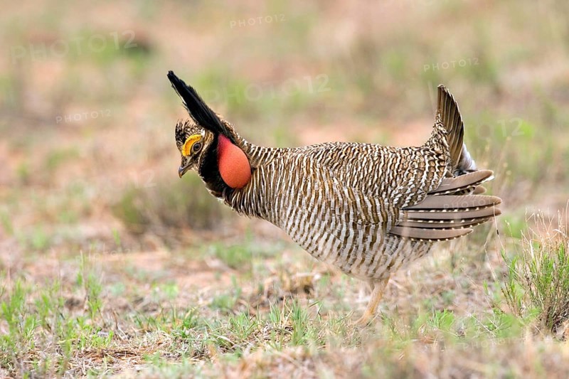 Lesser Prairie-Chicken Tympanuchus pallidicinctus Milnesand, New Mexico, United States 11 May Adult Male displaying Phasianidae