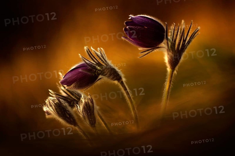 Evening light photo with beautiful flower pasque flower. Sunset in the nature. Orange light with blooming flower. Wildlife in the central Europe