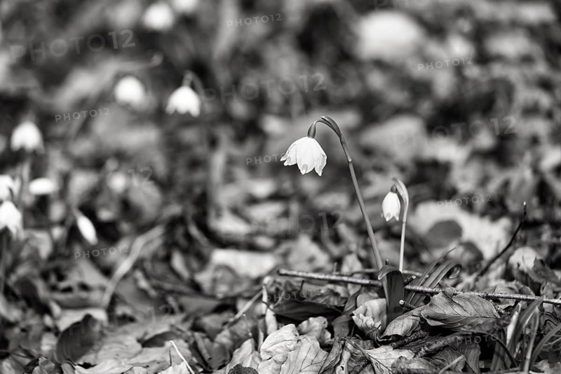 Spring knot flower (Leucojum vernum), spring snowflake on the forest floor, deciduous forest, monochrome, Schweineberg nature reserve, Hameln, Lower Saxony, Germany