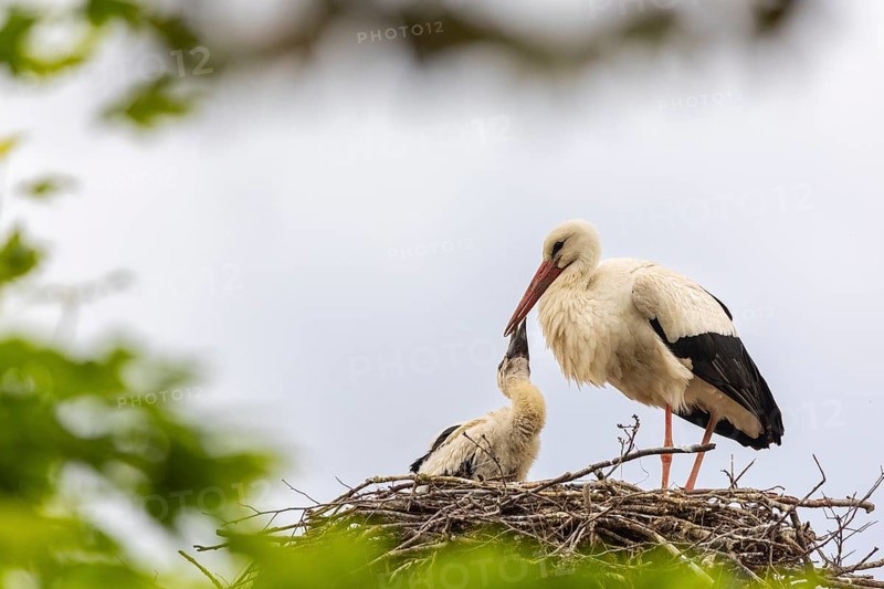 White stork (Ciconia ciconia) in the eyrie, young bird begging for food, birds, Affenberg Salem, Linzgau, Baden-Württemberg, Germany