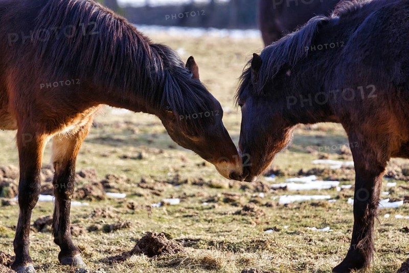 Two exmoor ponies sniffing each other, Hutewald forest in the Solling-Vogler nature park Park, Bodenfelde, Lower Saxony, Germany