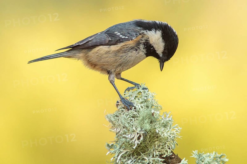 Coal Tit (Periparus ater) perched on a branch, Galicia, Spain