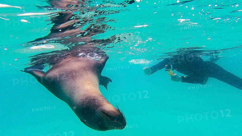 Galápagos sea lion (Zalophus wollebaeki), Galapagos, Ecuador