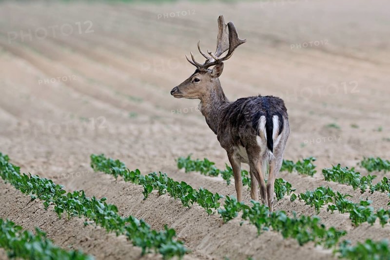 Fallow Deer (Dama dama) male standing in potato fields, North Rhine-Westphalia, Germany
