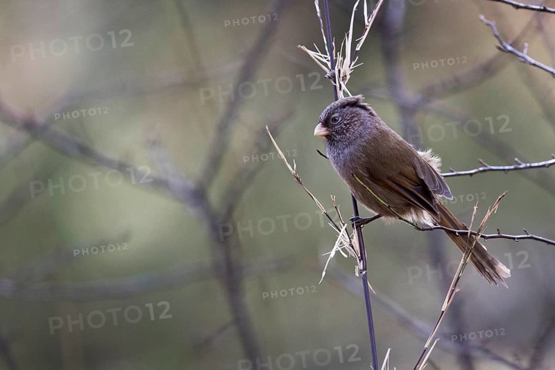 Brown Parrotbill (Cholornis unicolor) perched on a branch, Bumthang, Bhutan