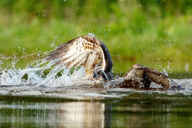 Osprey (Pandion haliaetus), fishing on lake, Cairngorms National Park, Scotland, United Kingdom