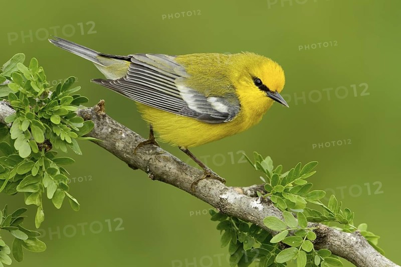 Blue-winged Warbler (Vermivora cyanoptera), Texas, USA