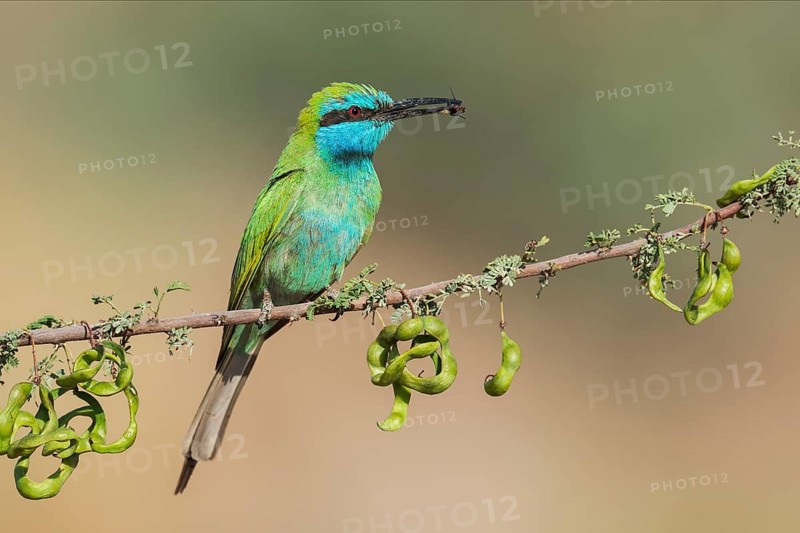 Green Bee-eater (Merops orientalis) with bee in its beak, Eilat, Israel