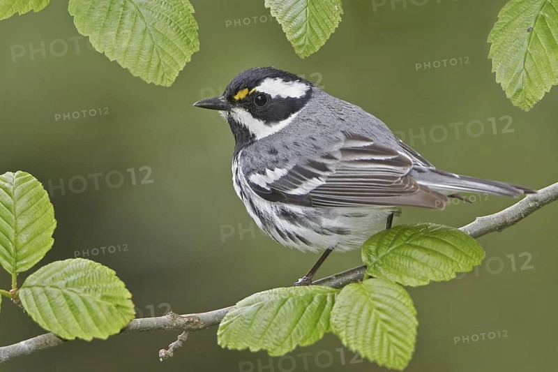 Black-throated Grey Warbler (Setophaga nigrescens), British Columbia, Canada