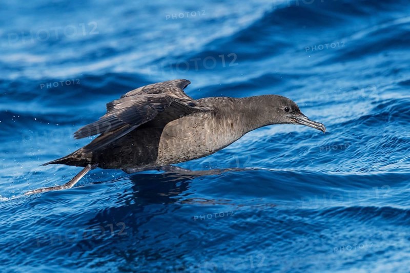 Sooty Shearwater (Ardenna grisea) flying, Eilat, Israel