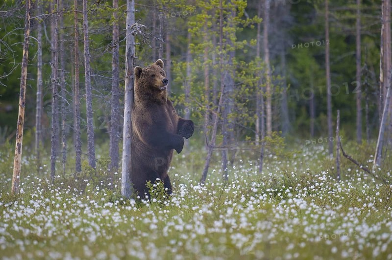 Eurasian Brown Bear (Ursus arctos) standing at tree trunk and rubbing its back, Finland