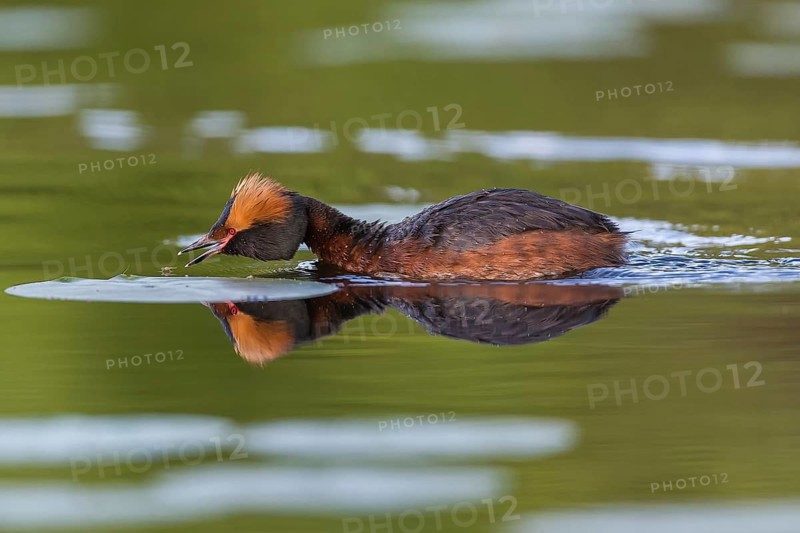 Ohrentaucher (Podiceps auritus) Slavonian Grebe