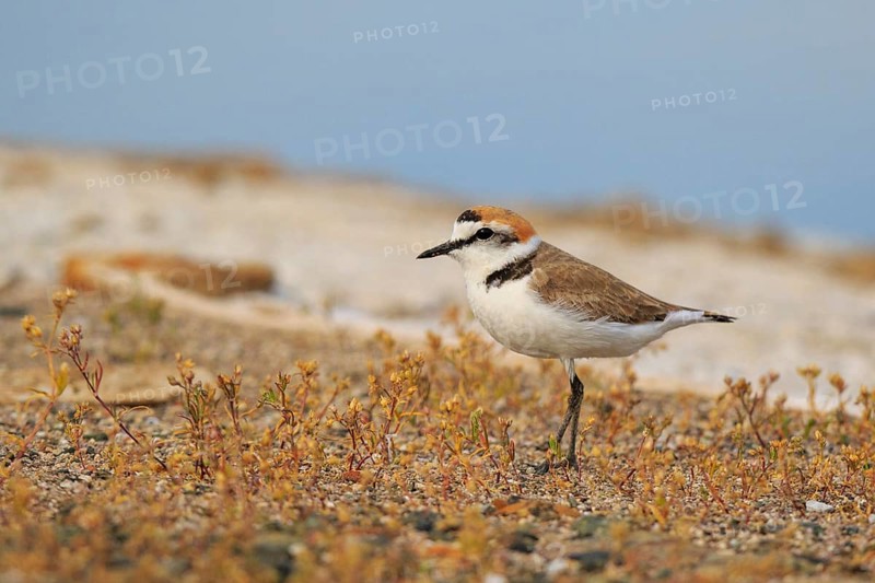 Kentish Plover (Charadrius alexandrinus) male, Greece