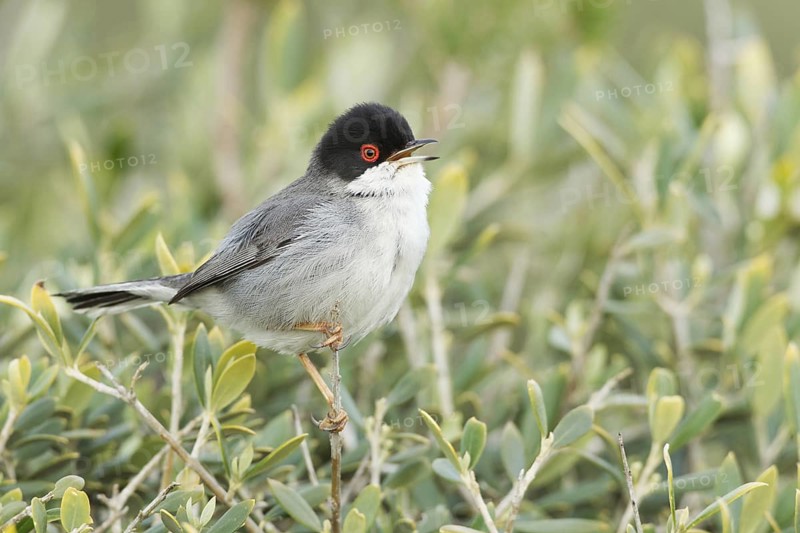 Sardinian Warbler (Sylvia melanocephala) male singing, Mallorca, Spain