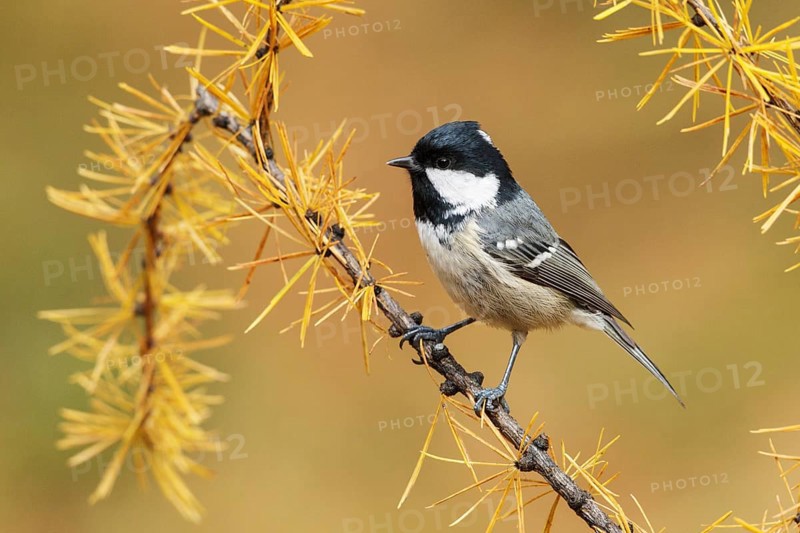 Coal Tit (Periparus ater), Switzerland