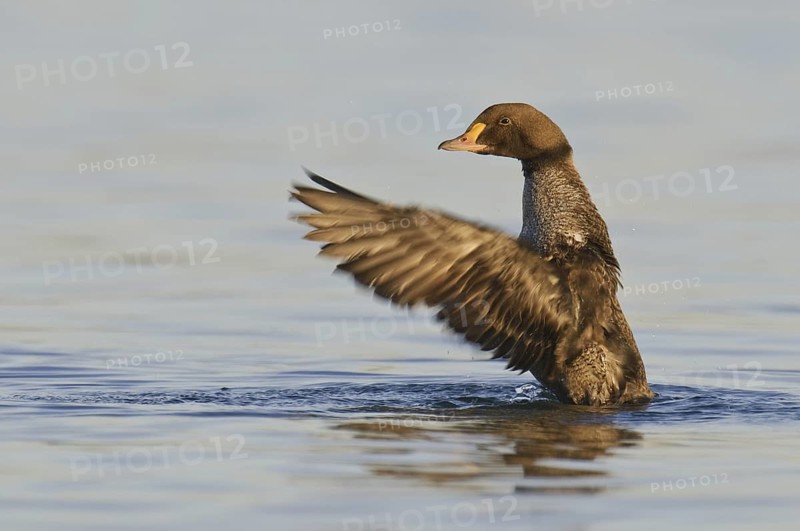 King Eider (Somateria spectabilis) juvenile, California, USA