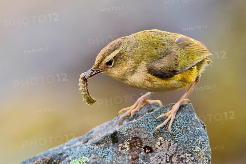 New Zealand Rockwren (Xenicus gilviventris) with prey, South Island, New Zealand