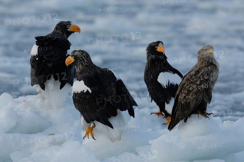Steller's Sea Eagle (Haliaeetus pelagicus), Hokkaido, Japan