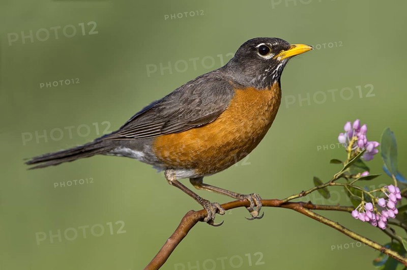 American Robin (Turdus migratorius), British Columbia, Canada