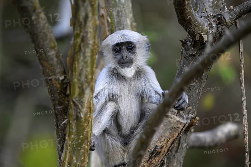 Terai grey langur (Semnopithecus hector), juvenile, portrait, Corbett National Park, near Ramnagar, Uttarakhand State, India