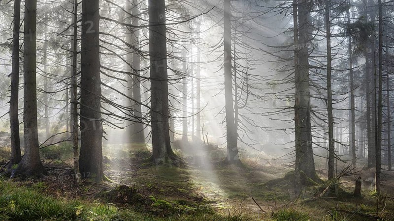 Natural spruce forest with morning fog, sunbeams break through the fog, at the Dreisesselberg, Bavarian Forest, Bavaria, Germany
