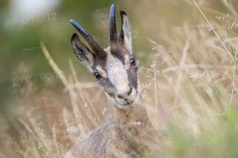 Portrait of a Chamois (Rupicapra rupicapra) on a meadow in the Vosges Mountains, wildlife, France