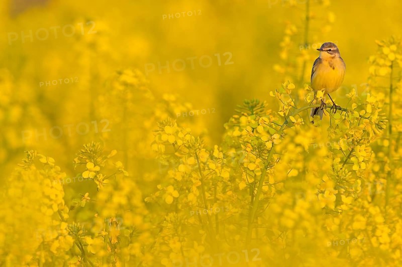 Wiesenschafstelze, Schafstelze, Blue-headed Yellow Wagtail, Motacilla flava flava, Bergeronnette printanière, Lavandera Boyera