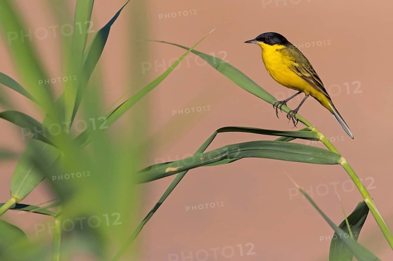 Maskenschaftstelze, Black-headed Yellow Wagtail, Black-headed Wagtail, Motacilla flava feldegg, Motacilla feldegg, Bergeronnnette à tête noire, Lavandera Boyera Balcánica