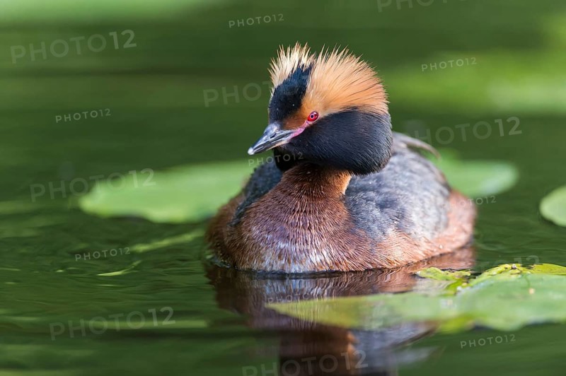 Ohrentaucher (Podiceps auritus) Slavonian Grebe