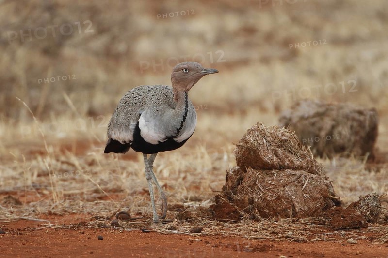 Buff-crested Bustard (Lophotis gindiana), Samburu, Kenya